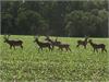 The herd of Deer on the field