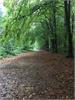 Beautiful Bacton/Witton woods just 1 mile from Manor Farm Barns.